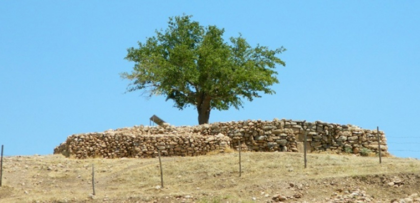 gobeklitepe-6-agac-1737447702